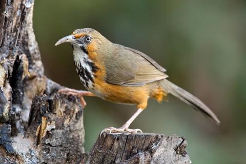 Black-streaked Scimitar Babbler (Pomatorhinus gravivox), Yunnan, China