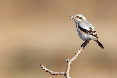 Animals, birds, shrike, great grey shrike, great grey shrike, (Lanius meridionalis), animals,