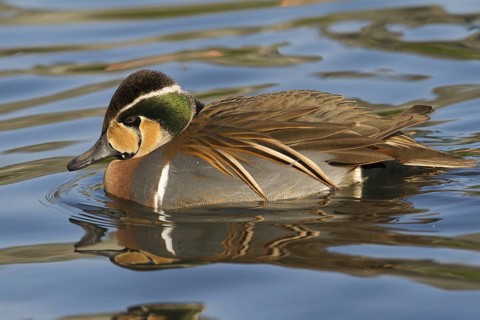 Baikal Teal (Sibirionetta formosa) male, Schleswig-Holstein, Germany