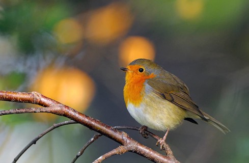 Rotkehlchen (Erithacus rubecula), Robin, Altvogel, Oktober, NSG Dingdener Heide,