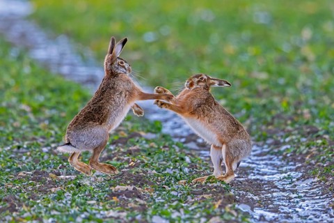 European brown hares (Lepus europaeus) female / doe boxing / fighting with male / buck in field