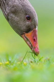 Greylag Goose (Anser anser) foraging, Lower Saxony, Germany