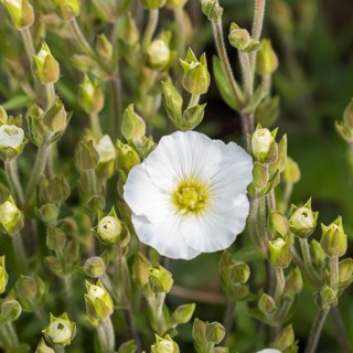 Mountain sandwort (Arenaria montana), Merkel family, Germany