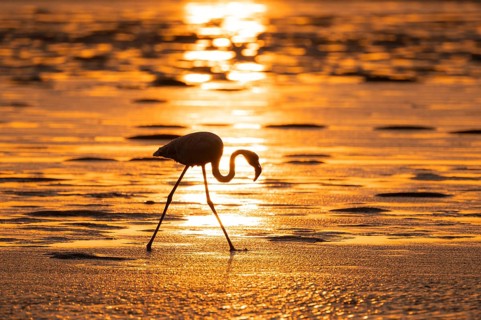 Pink flamingo (Phoenicopterus roseus) against the light, sunset, lagoon at Walfish Bay, Erongo,