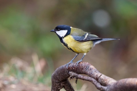 Great Tit (Parus major) perched on a branch, North Rhine-Westphalia, Germany