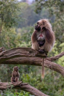 Portrait of an adult male Gelada (Theropithecus gelada), or bleeding-heart monkey, resting on a log