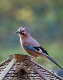 Eurasian Jay (Garrulus glandarius) at feeding house, Bavaria, Germany
