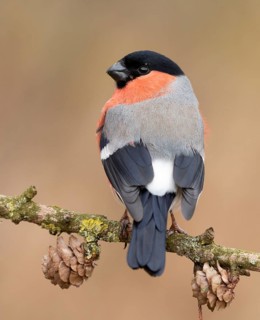 Eurasian Bullfinch (Pyrrhula pyrrhula) male perched on a branch, Lower Saxony, Germany