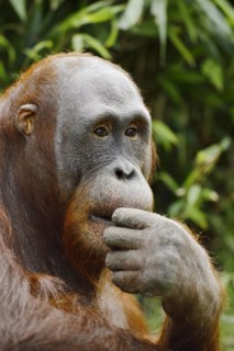Bornean orangutan (Pongo pygmaeus), captive, occurring on Borneo