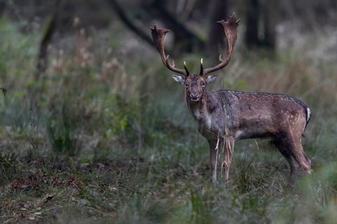 A fallow deer (Dama dama) on the rutting ground, rut, mating season, deer rut, autumn, October,