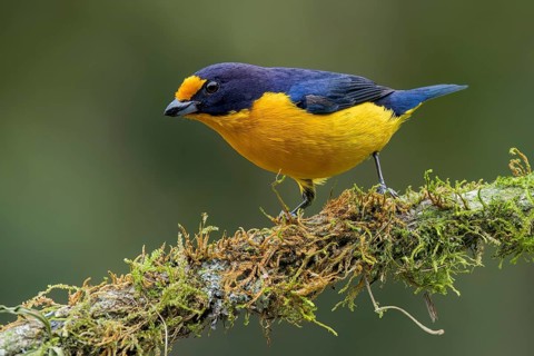 Violaceous Euphonia (Euphonia violacea) perched on a branch in the Atlantic Rainforest of Brazil