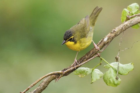 Kentucky Warbler (Geothlypis formosa) male perched on a branch, Texas, USA