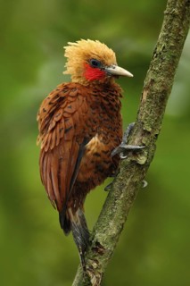 Beautiful brown bird form tropic mountain forest. Chestnut-coloured Woodpecker, Celeus castaneus,