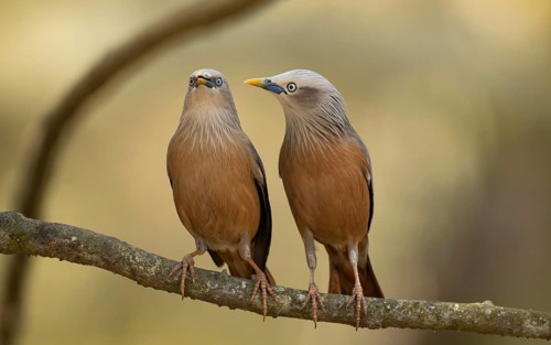 A pair of Chestnut-tailed Starlings (Sturnia malabarica) perched together on a branch, Sreepur,