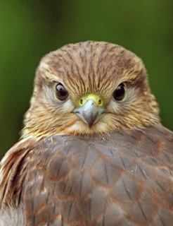 A juvenile Merlin, Falco columbarius, in Saskatoon, Saskatchewan, Canada