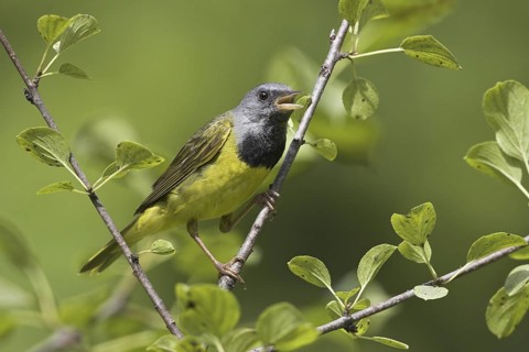 Mourning Warbler (Geothlypis philadelphia) male singing, Ontario, Canada