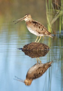 Wilson's Snipe (Gallinago delicata) calling, British Columbia, Canada