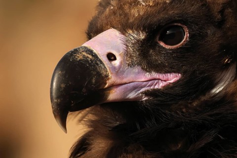 Detailed close-up of a Cinereous vulture's face, highlighting its sharp beak and intense eyes