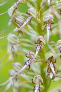 Goat's tongue (Himantoglossum hircinum), orchid family (Orchidaceae), Ihringen, Kaiserstuhl,