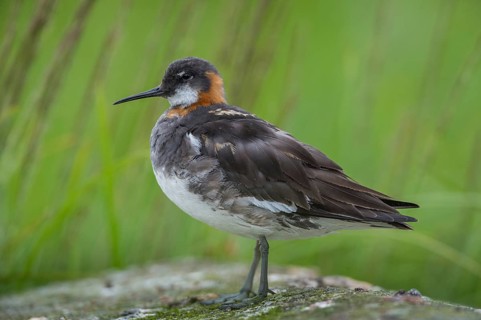 Red-necked Phalarope (Phalaropus lobatus) female, Iceland