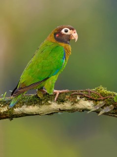 Brown-hooded-Parrot (Pyrilia haematotis) - at Laguna Lagarto Lodge near Boca Tapada, Costa Rica