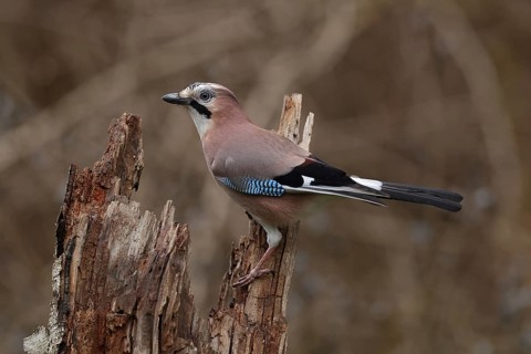 Eurasian Jay (Garrulus glandarius), Bavaria, Germany