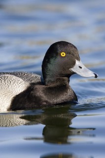 Lesser Scaup Aythya affinis Tucson, Pima County, Arizona, United States 21 February Adult Male