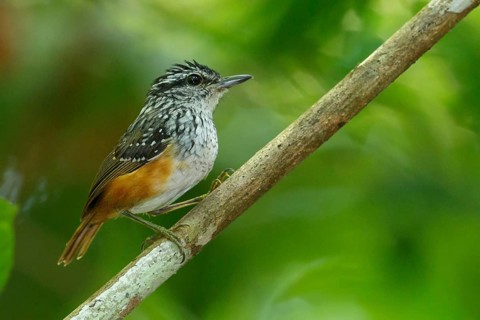 Guianan Warbling-Antbird (Hypocnemis cantator) perched on a branch in the rainforest of Guyana