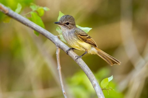 Flammulated Flycatcher Deltarhynchus flammulatus Tehualmixtle, Jalisco, Mexico 13 June Adult