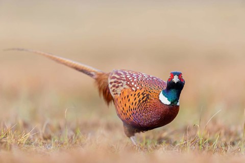 Fasan, Common Pheasant, Pheasant, Ring-necked Pheasant, Phasianus colchicus, Faisan de Colchide,