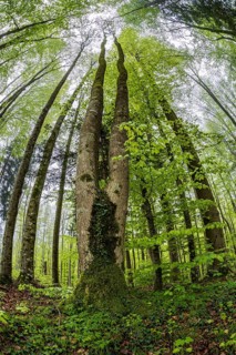 Fisheye perspective, trees, forest, light green leaves, beech forest, spring, Alpine foothills,