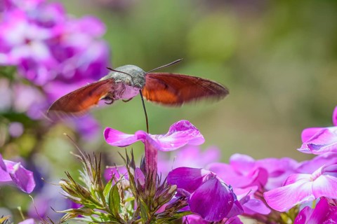 Pigeon tail (Macroglossum stellatarum), pigeon tail, on flame flower (Phlox), Germany
