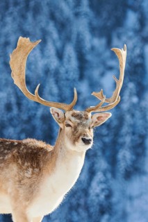 European fallow deer (Dama dama) buck portrait in the mountains in tirol, snow, Kitzbühel, Wildpark