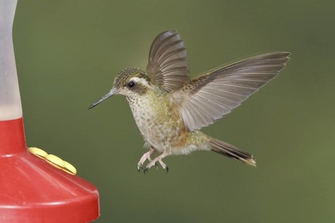 Speckled Hummingbird (Adelomyia melanogenys), Ecuador