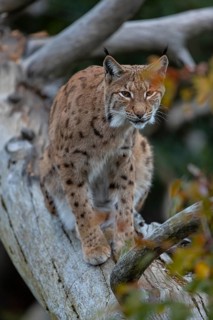 One Eurasian lynx, (Lynx lynx), sitting on a fallen tree, grooming himself. Frontal view with fall