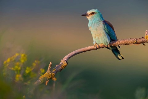 Roller, Almond Crow, (Coracias garrulus), animals, birds, raptors, raptor family, perch, biotope,