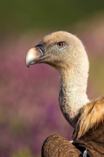 Griffon Vulture (Gyps fulvus), Madrid, Spain