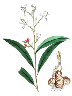 Maranta galanga, Alpinia galanga, Thai ginger, digital reproduction of a historical original,