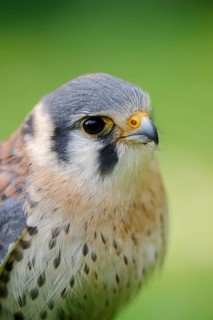 Coloured Common Kestrel or American kestrel (Falco sparverius), male, portrait, captive, occurring