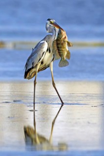 Grey grey heron (Ardea cinerea), foraging, prey, fish, boat trip, Tiszaalpár, Kiskunsági National
