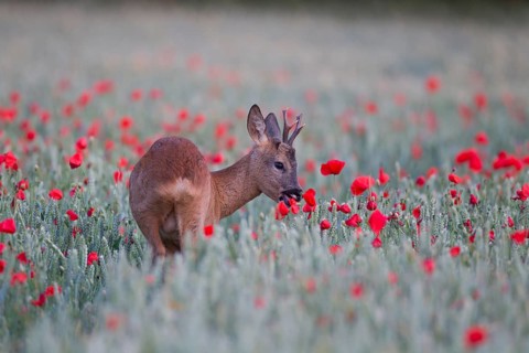 Roe deer (Capreolus capreolus) adult male roebuck animal feeding on a red poppy in a farmland