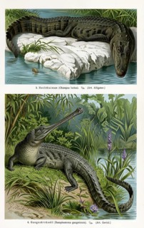 Crocodiles, pike caiman (Champsa lucius) also Mississippi Crocodile, Ganges gavial (Gavialis