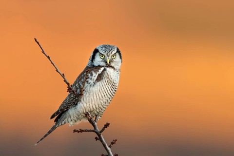 Northern Hawk-Owl (Surnia ulula), Saxony, Germany
