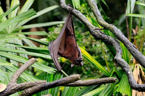 Kalong flying fox (Pteropus vampyrus), adult, resting, in sleeping tree, during the day, Singapore,