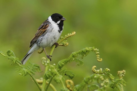 Common Reed Bunting (Emberiza schoeniclus) male, Greater London, United Kingdom