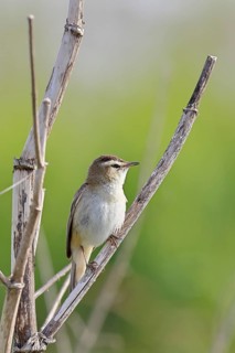 Reed warbler (Acrocephalus schoenobaenus) singing in a shrub, natural habitat, wildlife, Lembruch,