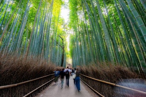 Visitors on their way through bamboo forest, motion blur, long exposure, towering bamboo stems in
