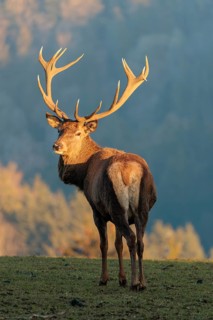 A red deer stag (Cervus elaphus) stands in a meadow in the low light of a winter's day and looks