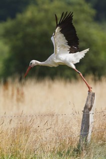 White Stork (Ciconia ciconia), North Rhine-Westphalia, Germany