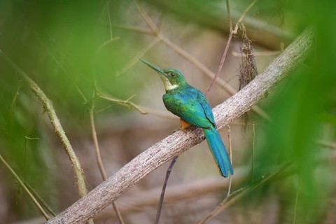 A tropical bird sitting on a branch surrounded by green foliage, Rufous-tailed jacamar (Galbula